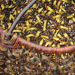 Anne Mette Hjørnholm